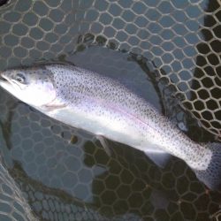 大安トラウトレイク 釣果